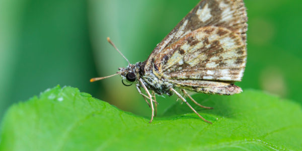 moth close up