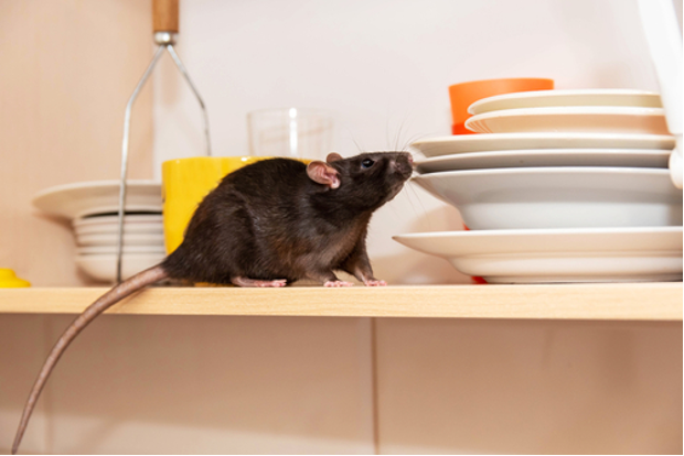 Rat crawls on dishes in kitchen sniffing for food