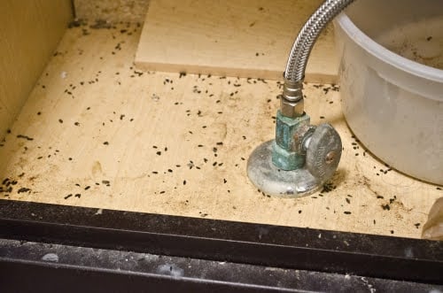 pest infestation under sink