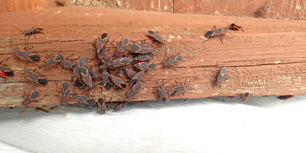 What Do Box Elder Bugs Want? - Plunkett's Pest Control