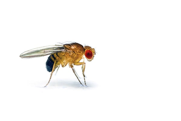 Fruit Fly  Ark Pest Control & Prevention