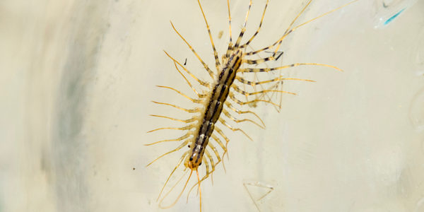centipede close up