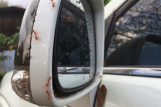 Red ants crawling on car window. 