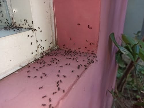 Wall and windowsill of house infestation with ants. 