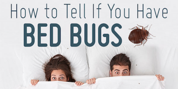 how to tell if you have bed bugs