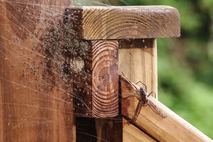 Spider web's secrets could lead to stronger glues