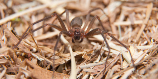 brown recluse spider dangerous