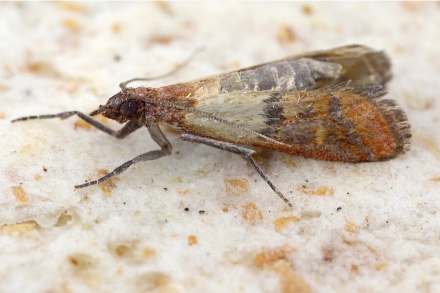 The 5 Weirdest Facts About The Indian Meal Moth Plunkett S Pest Control