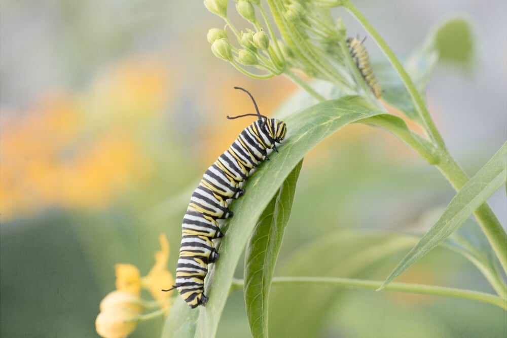 Where Do Caterpillars Come From?