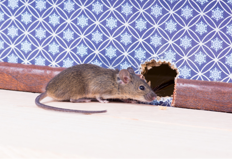 pest mouse sneaking into hole in the wall
