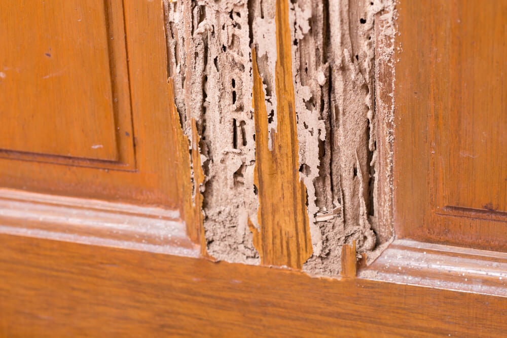 should i worry about termites?