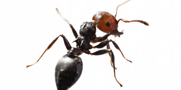 live carpenter ant 