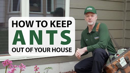 how to keep ants out of your house