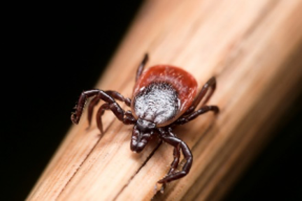 Close up of tick on wood