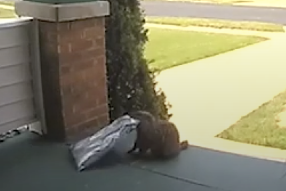 Groundhog stealing a package