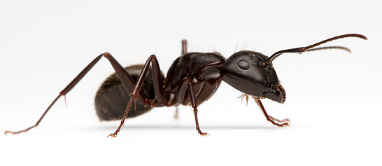 carpenter ant prevention