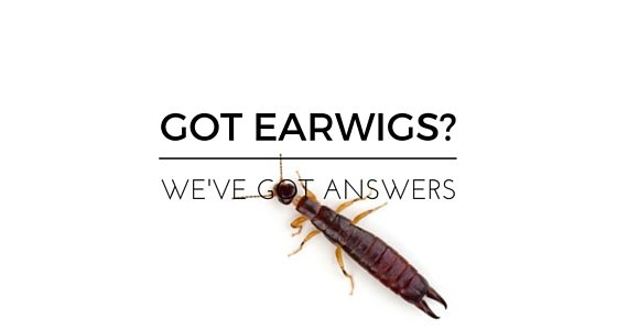 got earwigs?