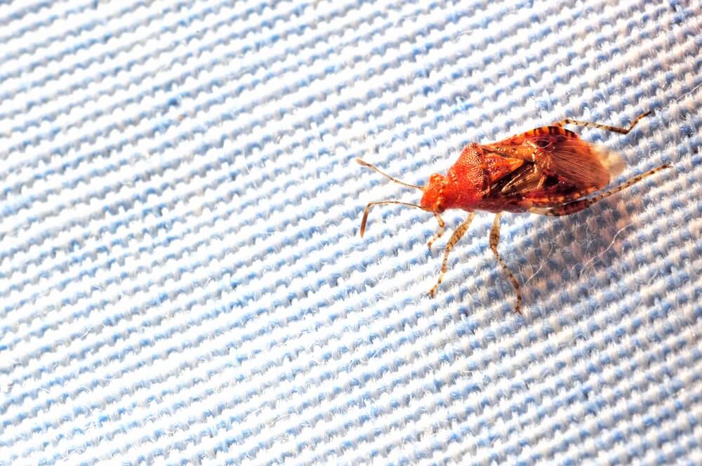 10 Tips For Avoiding Bed Bugs When Thrift Shopping - Plunkett's Pest Control