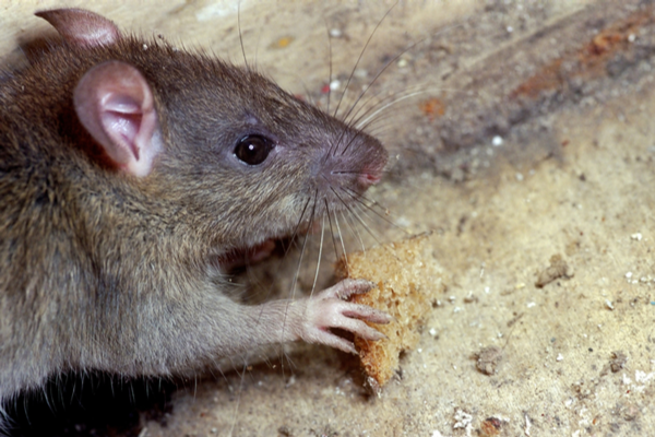 What Do Rats Eat? - Plunkett's Pest Control