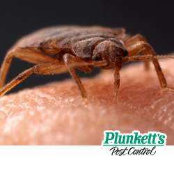 bed bug identification in home