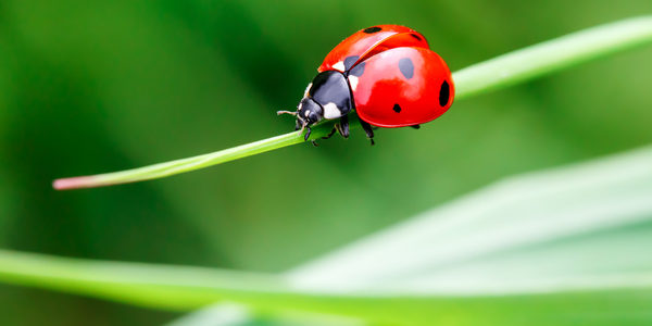 ladybug identification