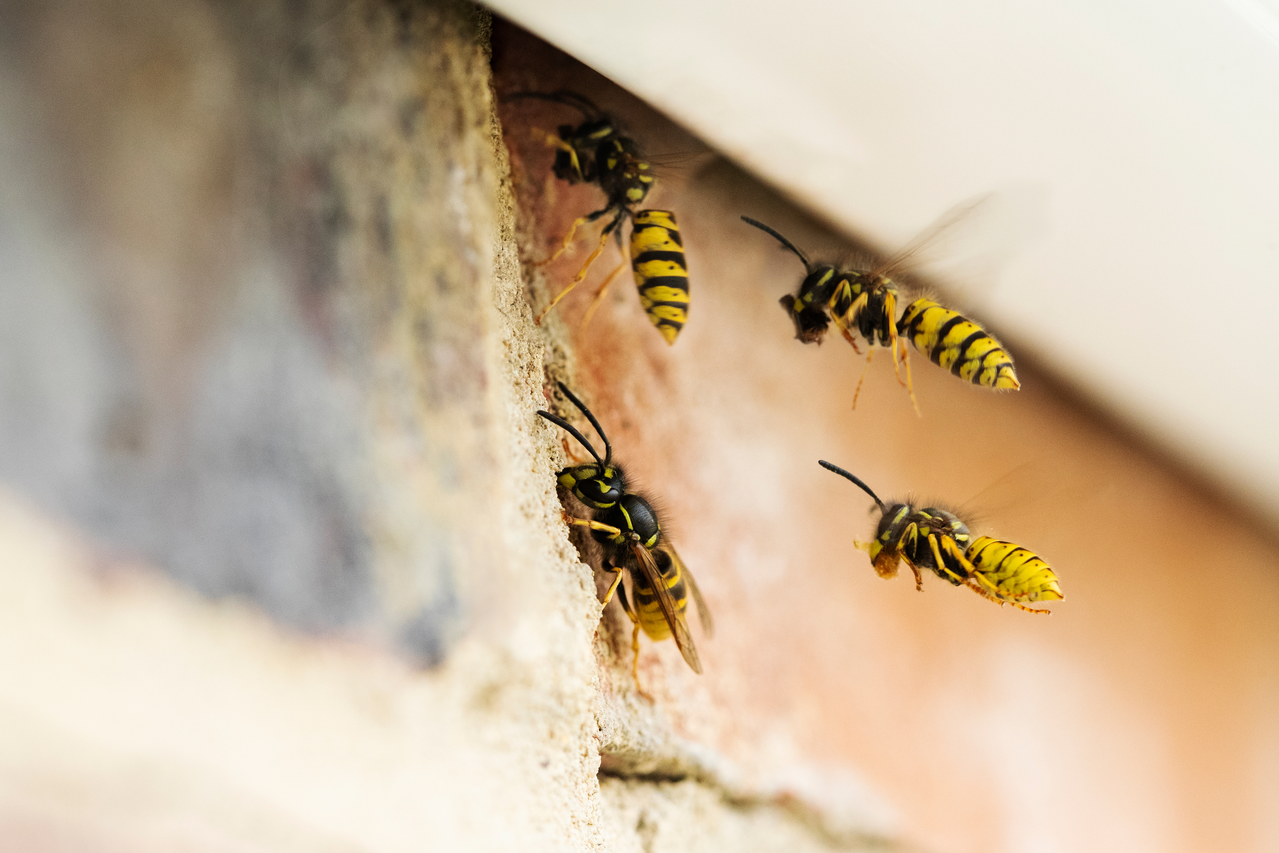 Wasps building nest under roof of house. 