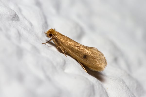 Clothing moth prevention tips