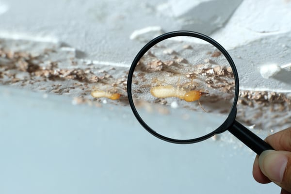 termite identification close up