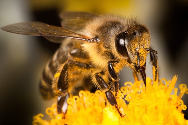 Honeybee covered in pollen from flower