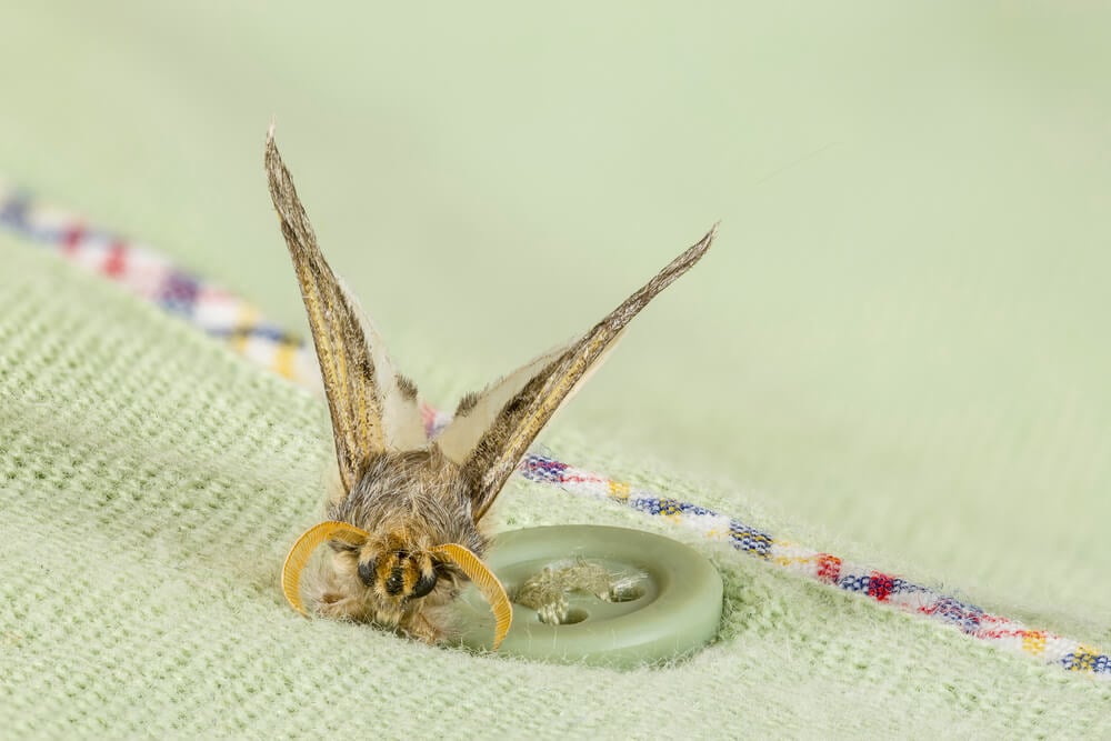 Insects in the City: Why knowing your clothes moths is important