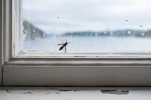 Wasp inside home on window. 