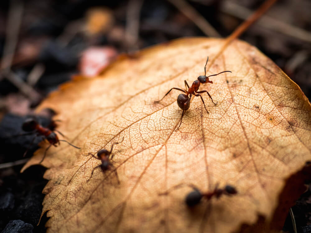 ants in fall