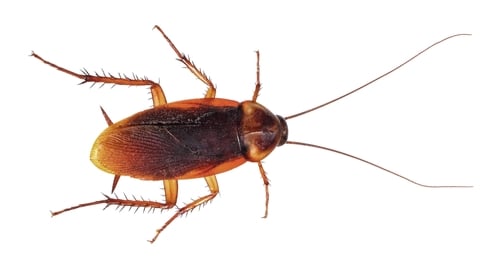American cockroach. 