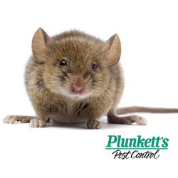 mouse control plunketts