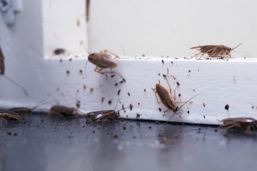 What Attracts Cockroaches to Your Home - Plunkett's Pest Control